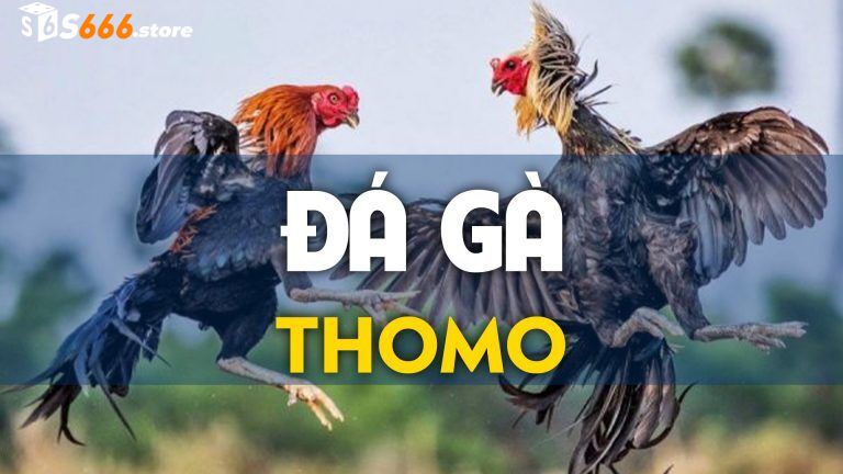 Trang đá gà trực tiếp - Giao dịch an toàn nhanh chóng 